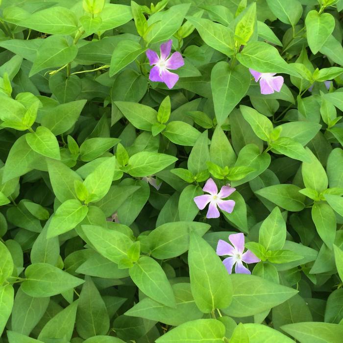 Vine Date Grass Vinca Floret