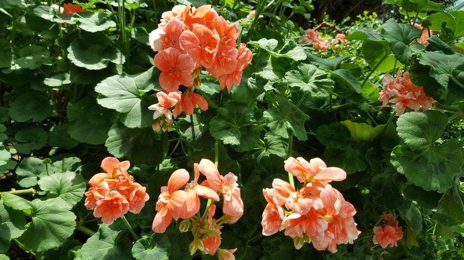 beautiful peonies on the bush