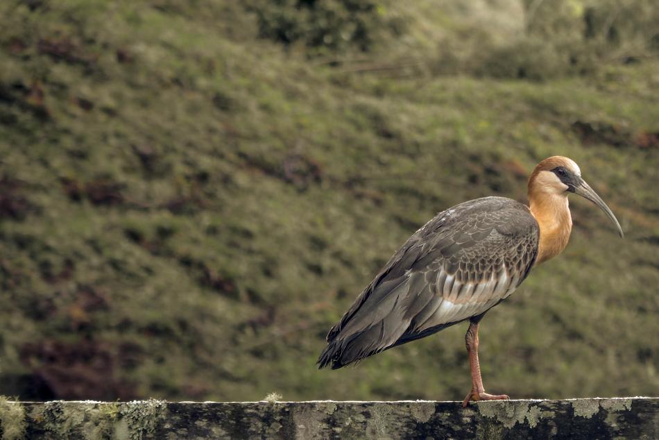 Curucaca Bird I