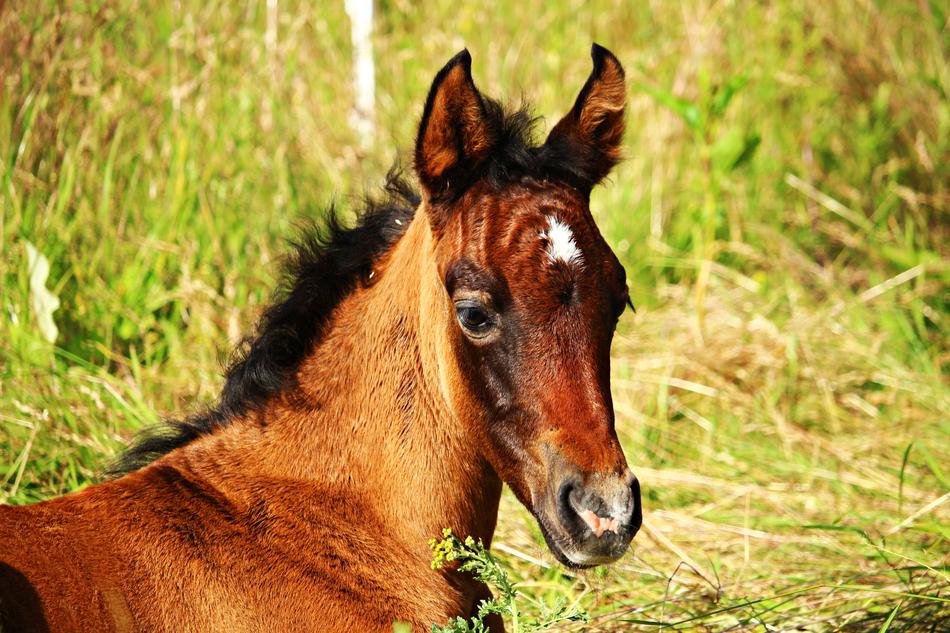 the cute little horse