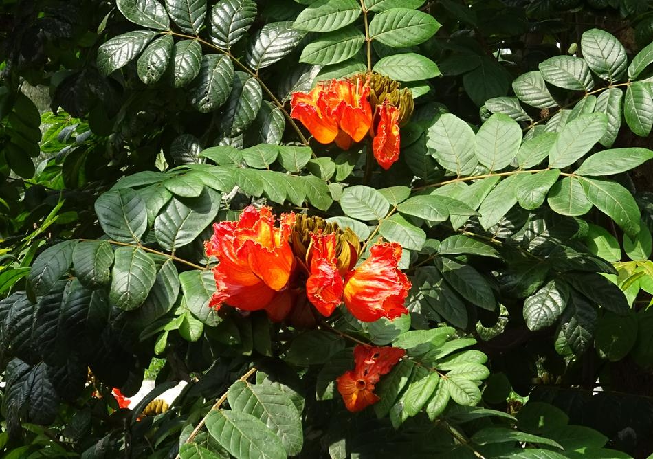 Flower Spathodea Plant
