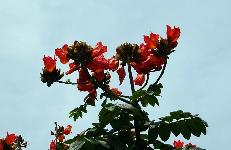 Flower Spathodea Plant