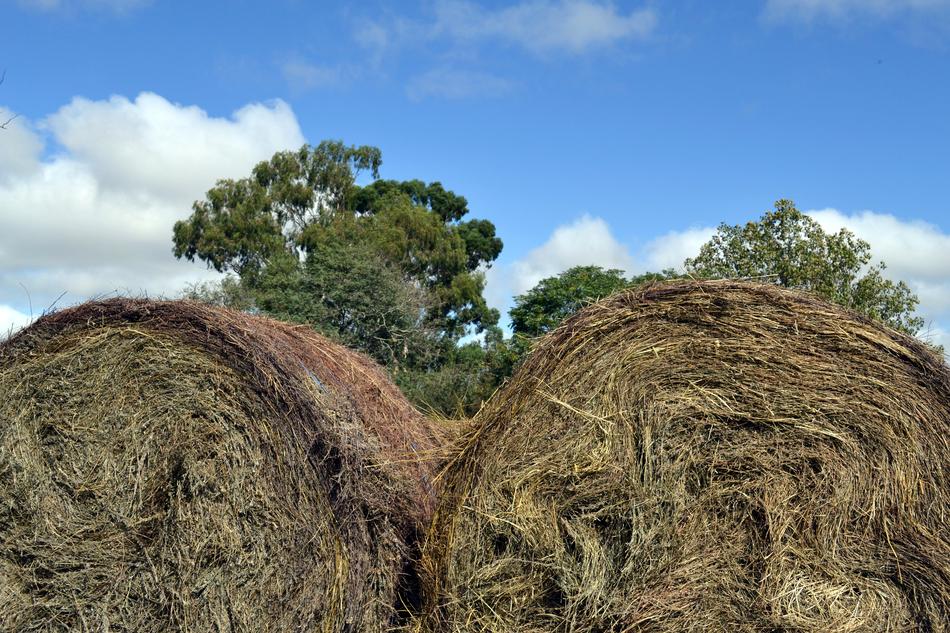 farm grass bales
