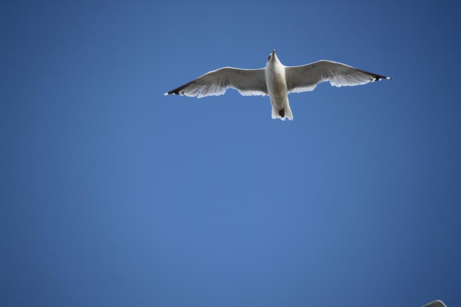 a white bird in a blue sky