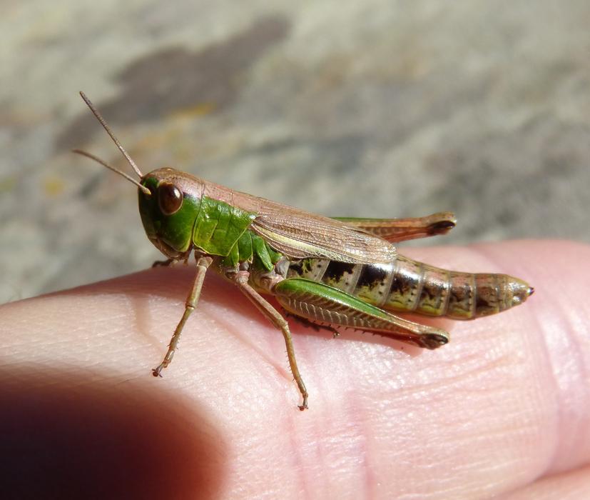 big grasshopper on hand