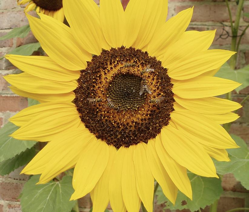Bees Pollinate