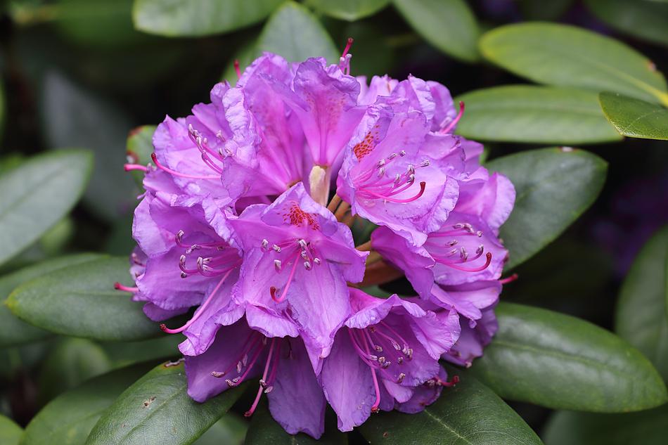 Rhodedendon Blossom Bloom