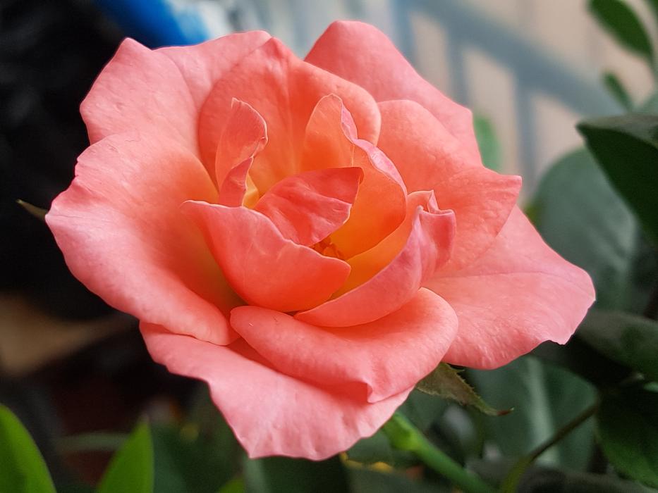 City Of Roses Flowers Rose