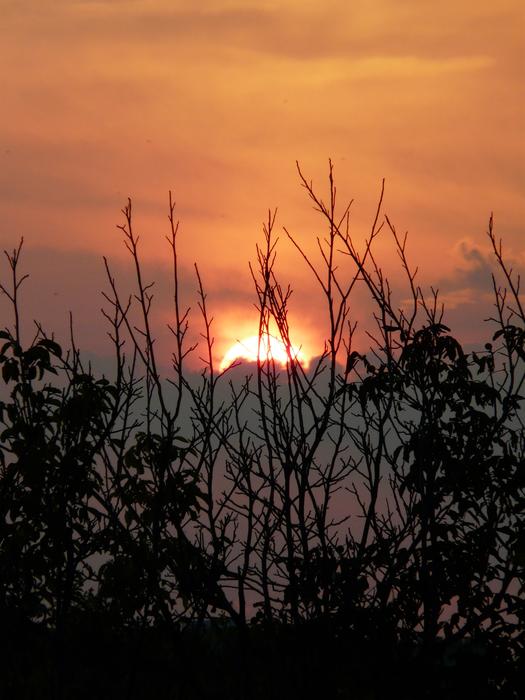 sunset with trees on the lake