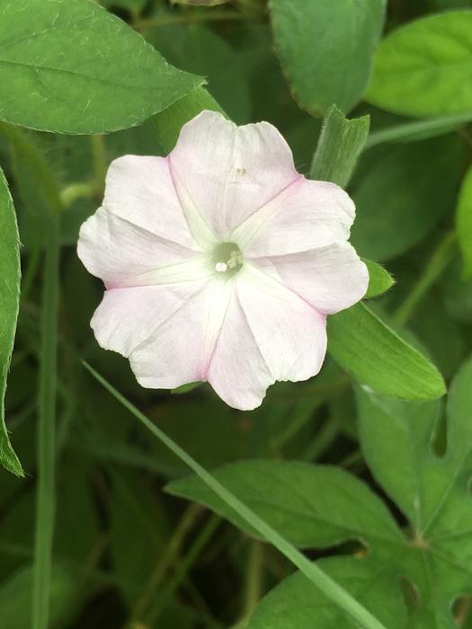 Flower Jasmine Nature