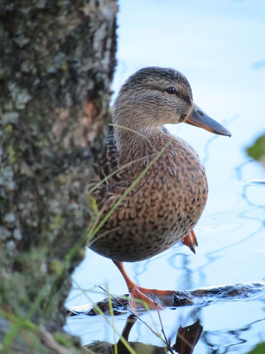 Mallard Anas Platyrhynchos The
