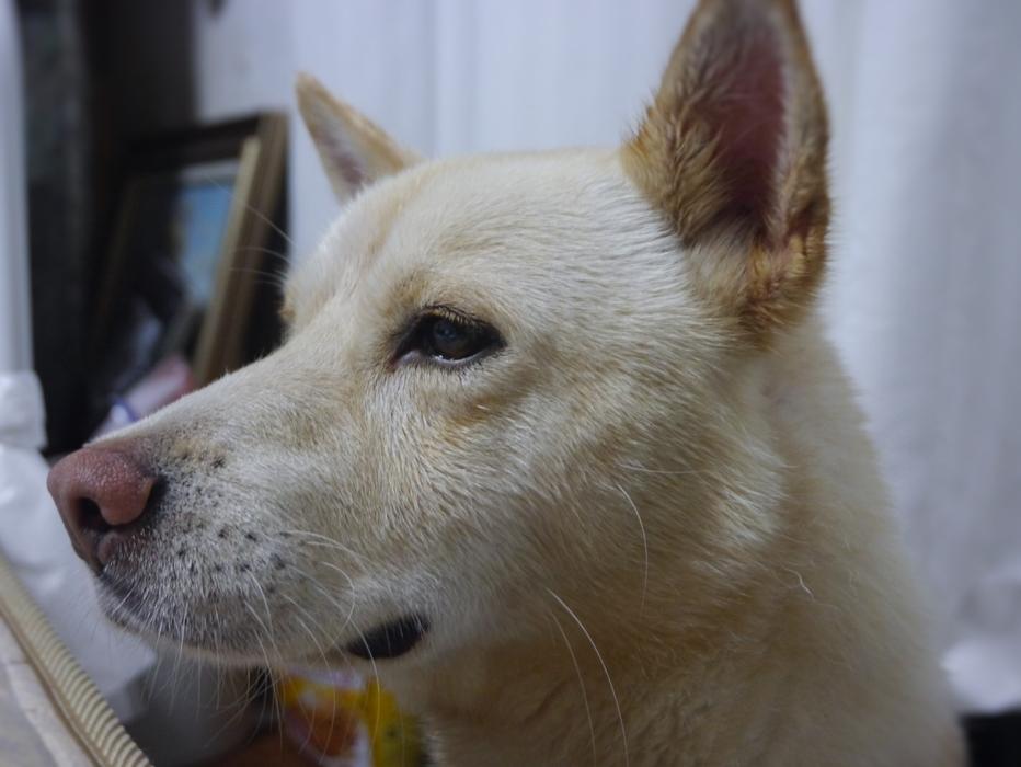 Taro Dog Okinawa