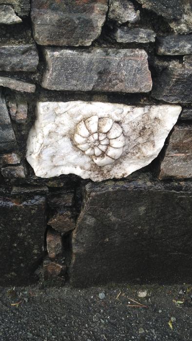 white shell in the wall