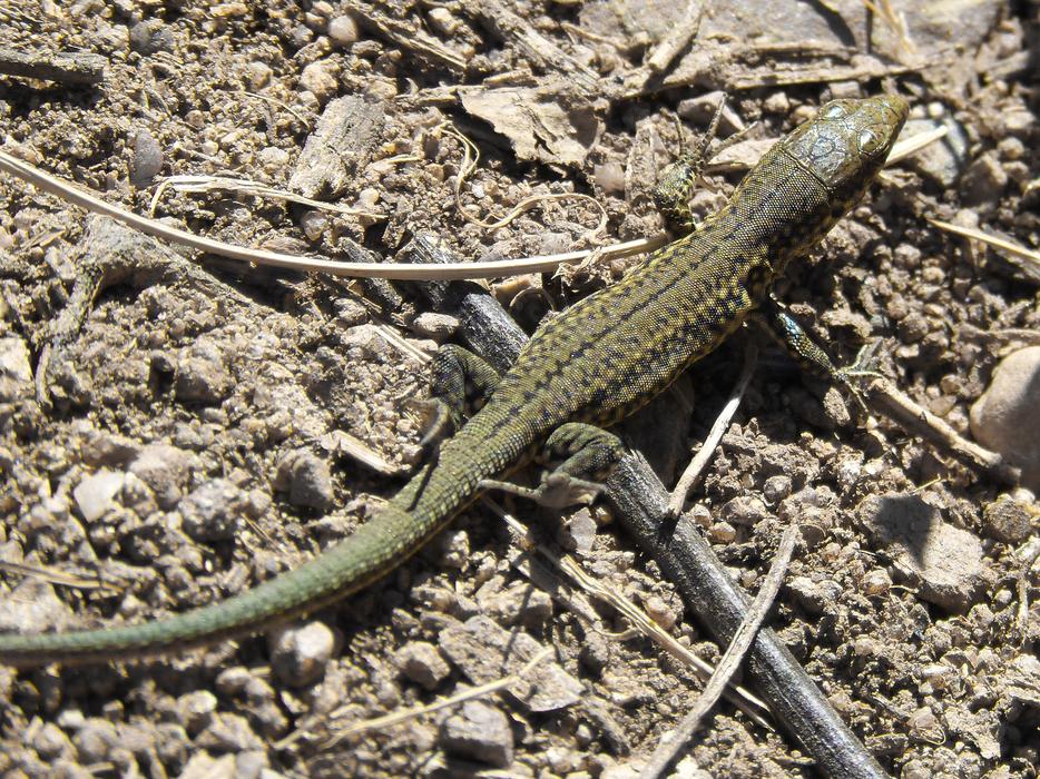 cute lizard on the ground