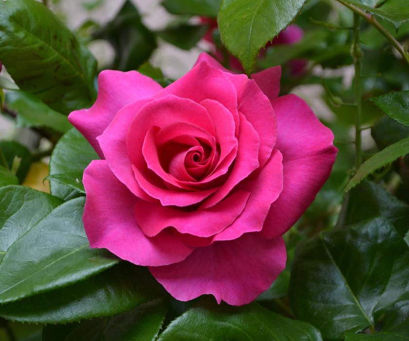 Flower Rosa Flowers