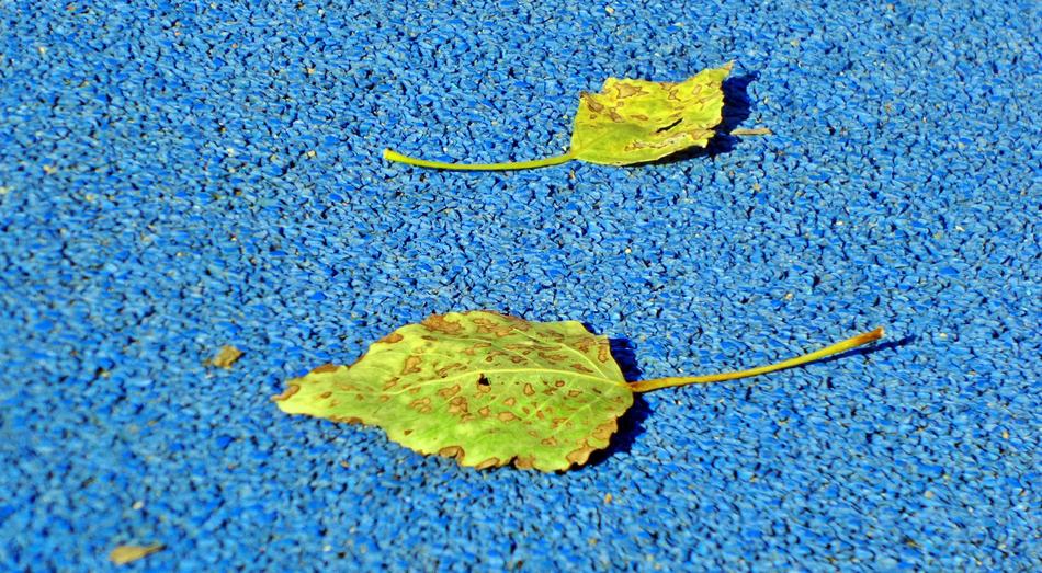 Leaves Autumn