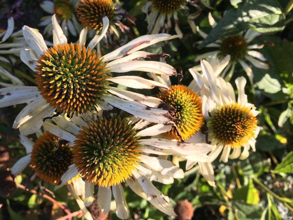 Purple Coneflower Echinacea