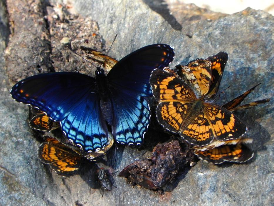 Butterflies Pearl Crescent Social