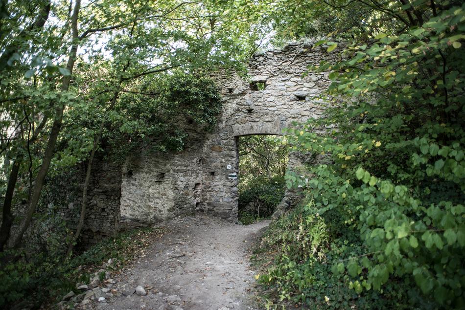 old house with trees