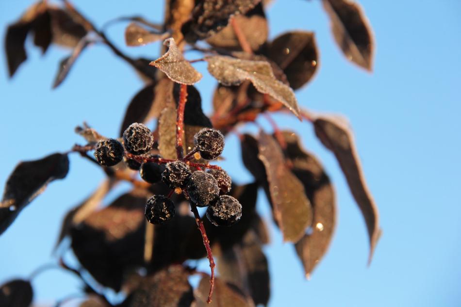 delicious berries on a branch