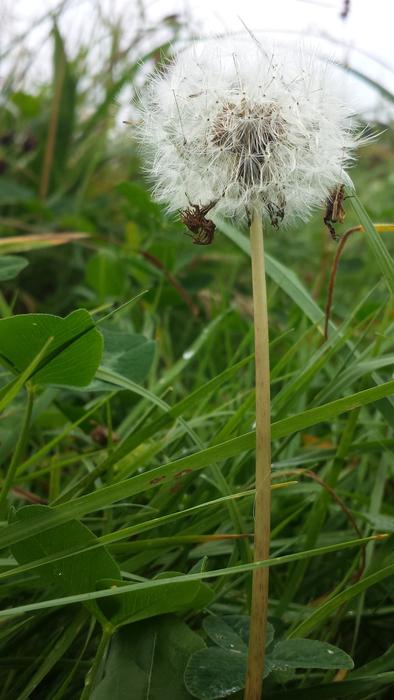 fluffy beautiful dandelion