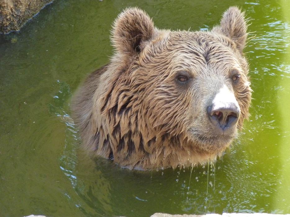 wet cute bear in water