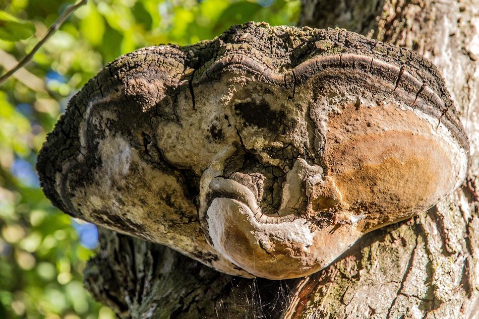 a large mushroom on a tree trunk