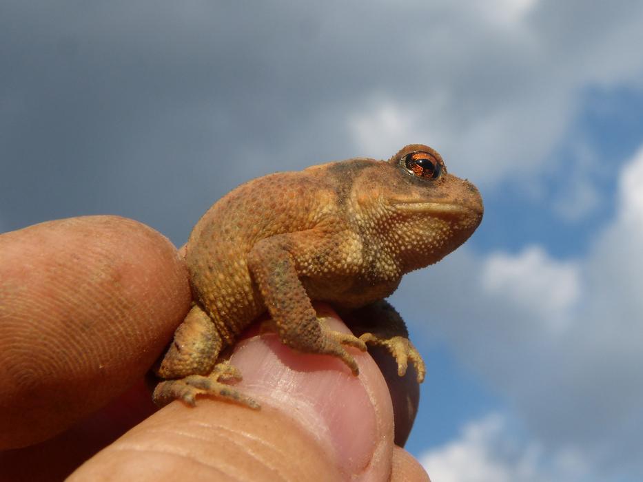 Toad Sapito Batrachian