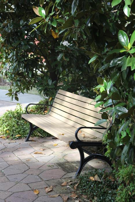 bench under the trees