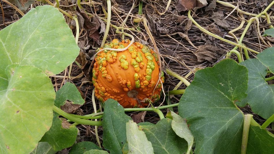 Pumpkin Patch Fall Autumn