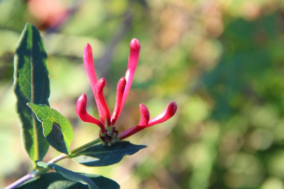 Honeysuckle Blossom Bloom