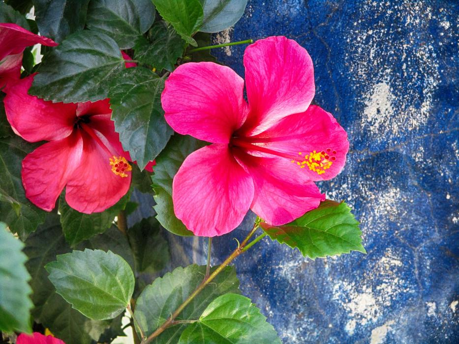 Hibiscus Beautiful Flower