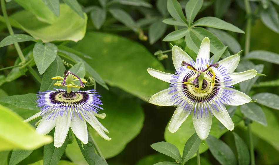 unusual beautiful flowers