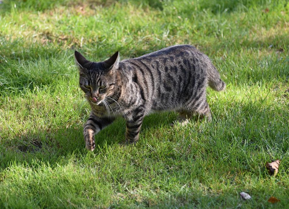 incredibleCat Sneak Mackerel