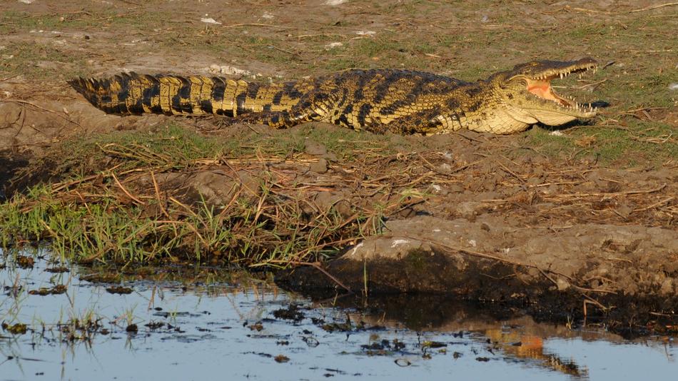 dangerous crocodile by the river