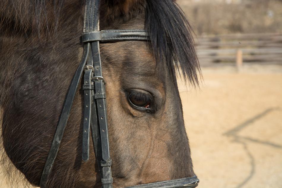incredible Horse Eye