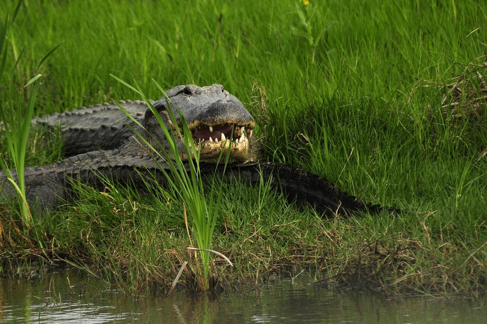 alliGator In Wild