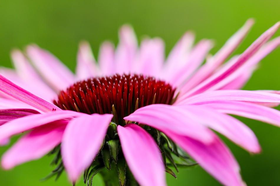 Flower Pink Garden
