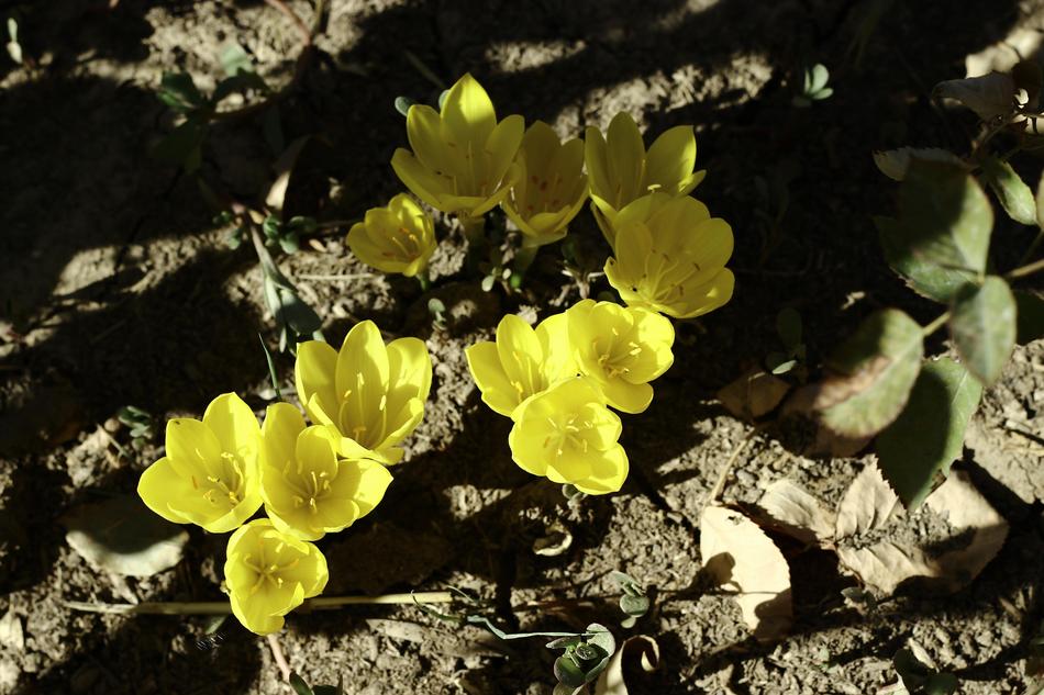 Crocus Flower Draw
