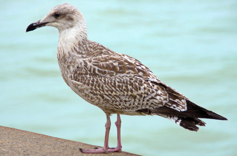 Larus marinus, Great Black-backed Gull on waterside