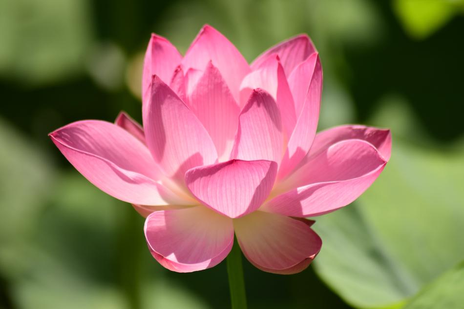 Water Lily Pink