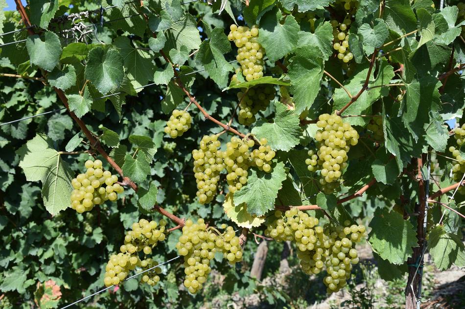 Grapes Grape Mature
