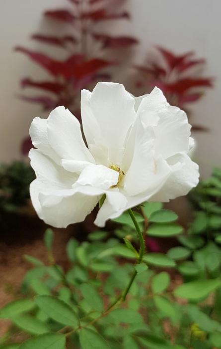 White Rose Flower