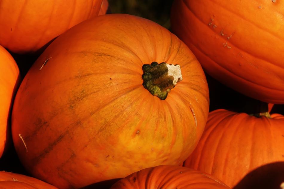 beautiful ripe pumpkins