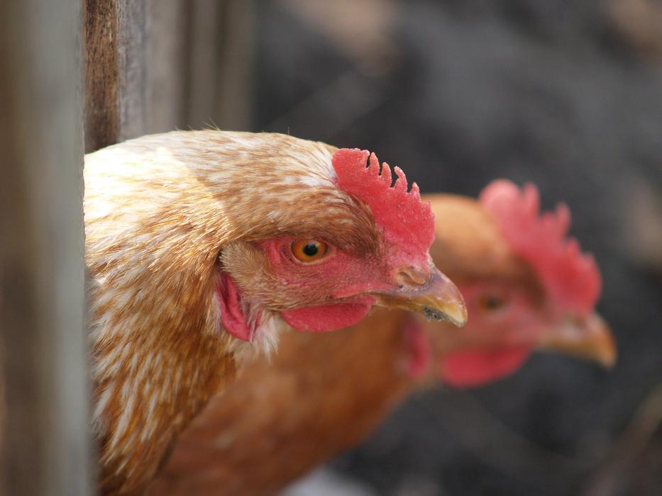 hens in a hen house on a blurred background