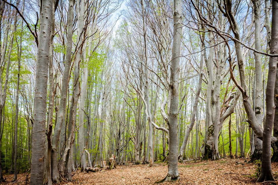 Vizzavonne Corsican Forest