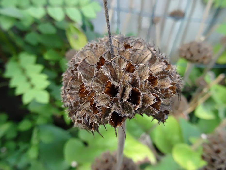 Seedless Plant