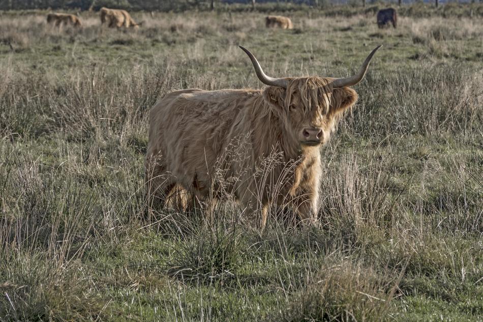 cute fluffy cow in the grass