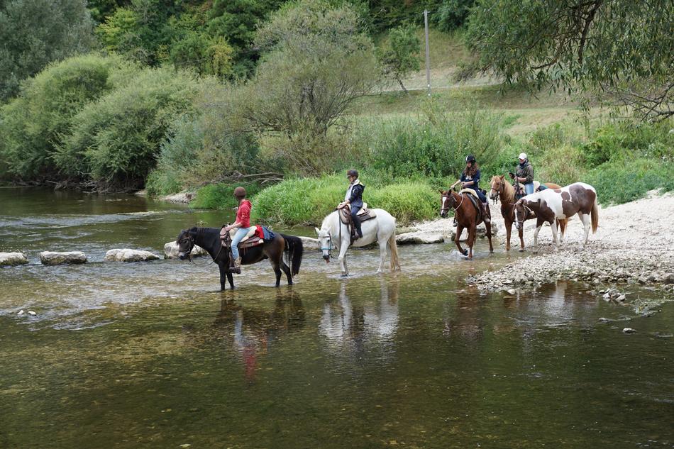 horses walking on water