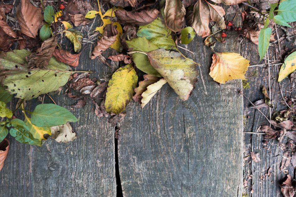 Autumn Leaves Colorful